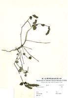 藏品(爵床)的圖片